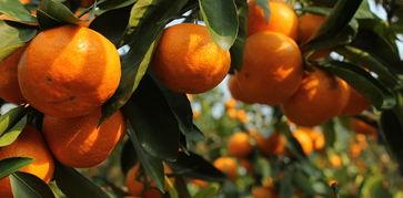 法国产不产柑橘呢视频,揭秘法国是否盛产柑橘  第1张