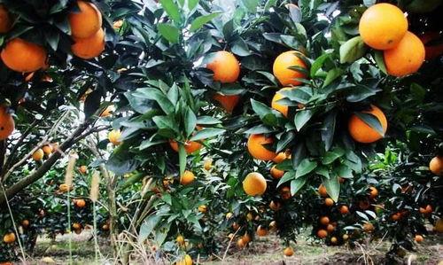法国产不产柑橘呢视频,揭秘法国是否盛产柑橘  第2张