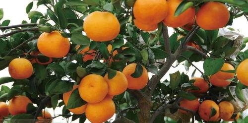 法国产不产柑橘呢视频,揭秘法国是否盛产柑橘  第3张