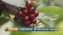 关于国产樱桃的视频  第1张