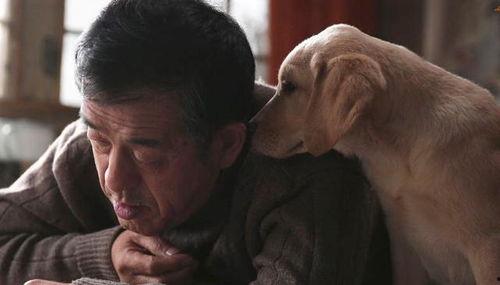 国产剧忠犬八公影评视频  第2张
