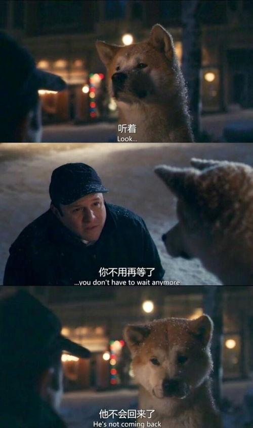 国产剧忠犬八公影评视频  第3张